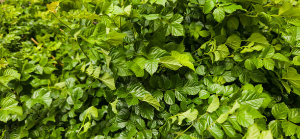istock Green leaves detailed garden background 2150750541