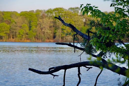 A fallen tree juts out from the shore of Burke Lake as the sun highlights the distant shore at Burke Lake Park in Northern Virginia.