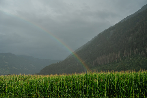 Rainbow over field of corn in Europe in summer