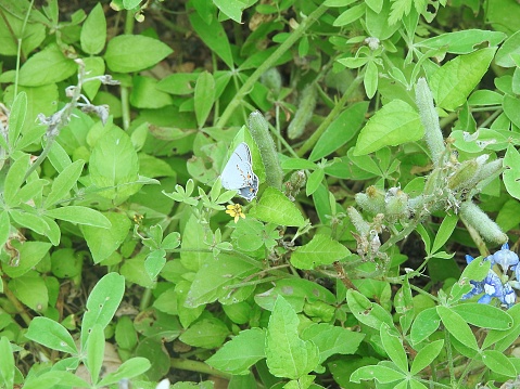 A grey hairstreak butterfly sitting on a plant in front of green leaves