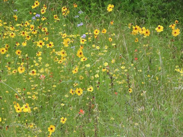 istock Honey bee with yellow flowers 2150751544