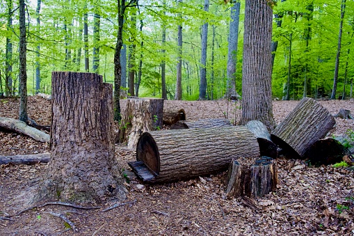 A large tree cut down in a forest at Burke Lake Park in Northern Virginia.