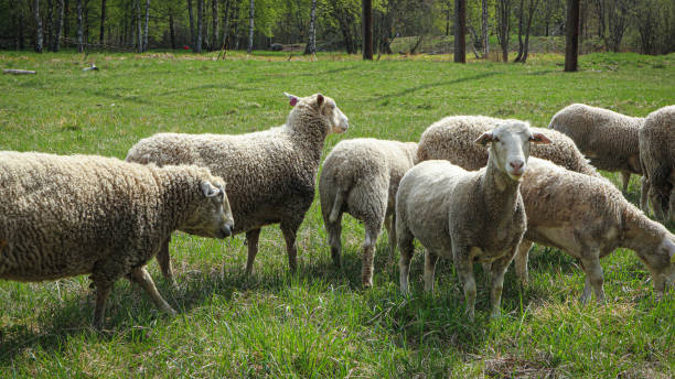 The sheeps on the field