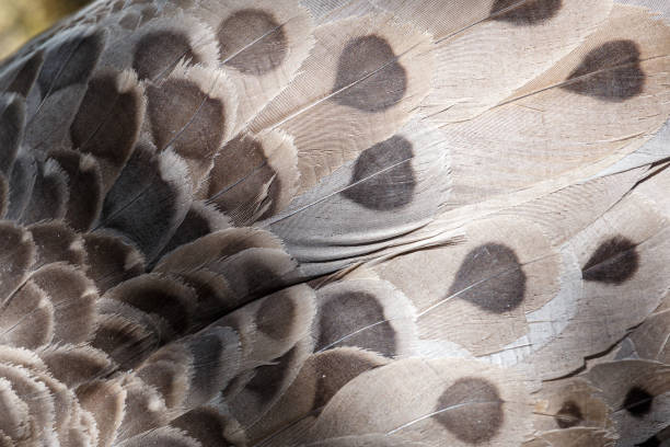 istock Cape barren goose (Cereopsis novaehollandiae) feathers seen from above 2150753296
