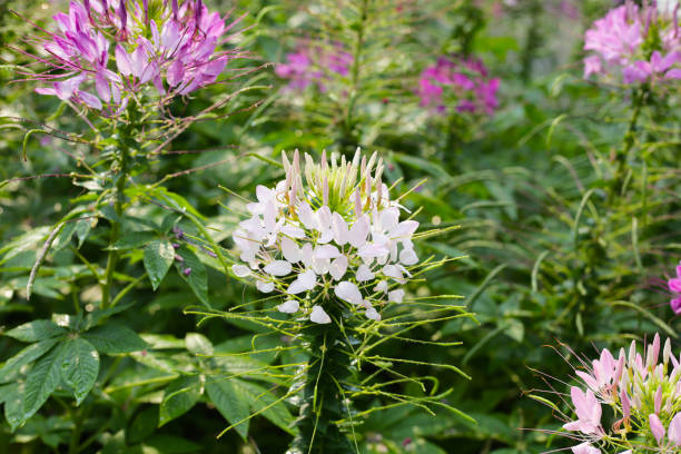 istock Cleome spinosa flower in the park 2150753572