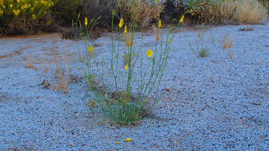 Bow Willow Creek, yellow desert poppy