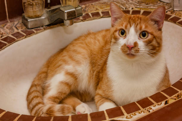 istock Orange and white cat laying in bathroom sink 2150753912