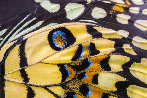 istock Close up colorful texture of butterfly wing surface pattern background 2150754301