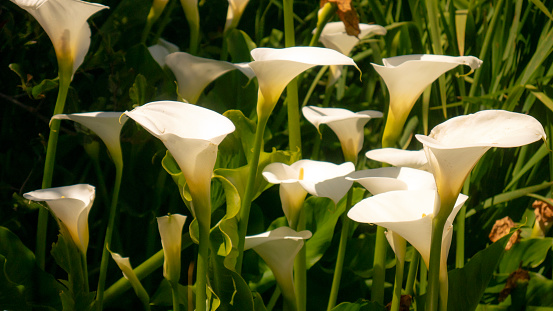 Calla lilies, also known as the arum lily, Zantedeschia aethiopica, gorgeous elegant white flowers blooming in abundance in a wild meadow.