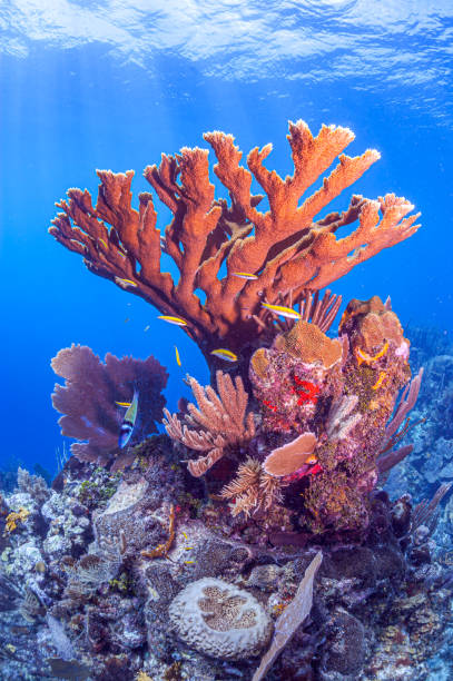 istock Elkhorn coral ,Acropora palmata 2150755986