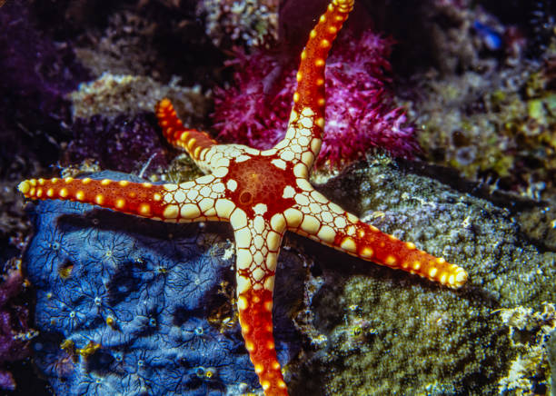 istock common name necklace starfish or tiled starfish, 2150755996