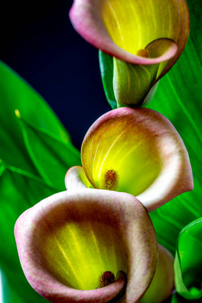 istock Caslla lily in close up 2150756013
