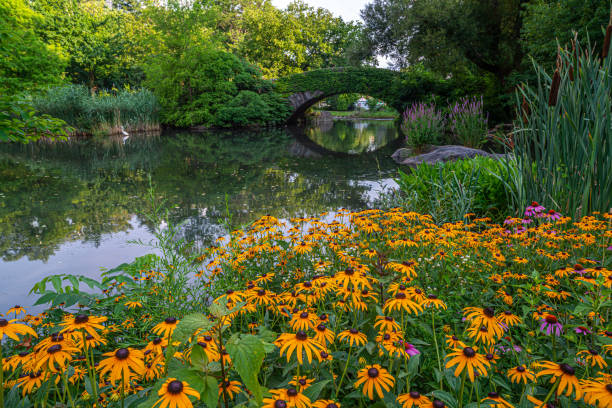 istock Gapstow Bridge in Central Park, in summer, early morning 2150756047