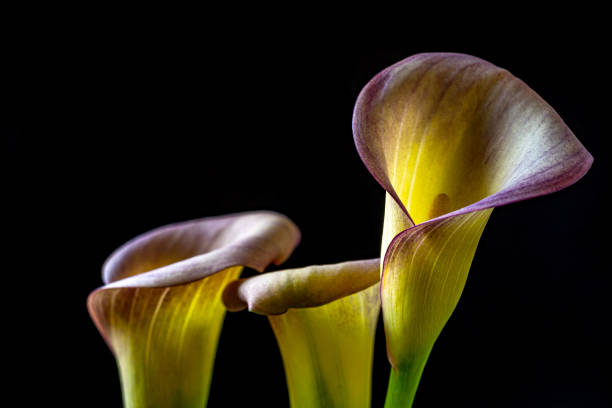 Close up of a Pink Calla Lily flower