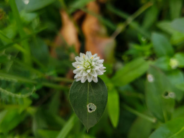 close up of aligator weed