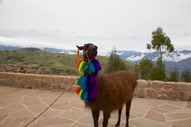 istock On the road to Cusco, Peru. An Alpaca. 2150756778