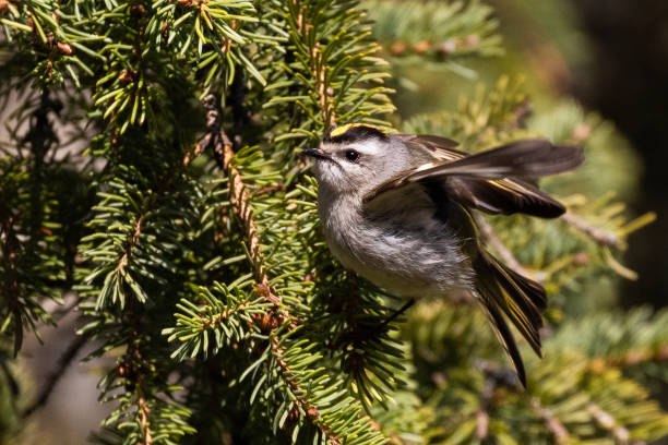 istock golden-crowned kinglet (Regulus satrapa) 2150756910