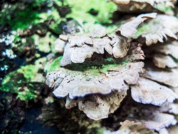 istock White Mushroom Cluster CLose Up With a Blurring Background 2150757358