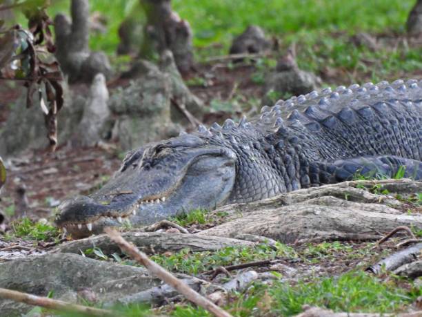 istock American Alligator (Alligator mississippiensis) - gator resting with teeth showing 2150759257
