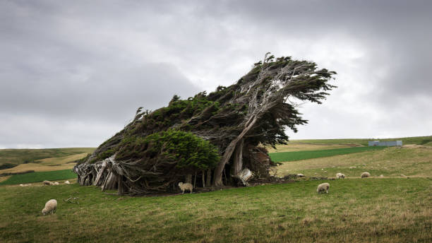 Slope Point is the southernmost point of New Zealand's South Island. Beyond this lies just the cold southern ocean and eventually Antarctica. These trees were planted many years ago as shelter from the fierce southern winds and have been consistently blasted from the south ever since, causing them to twist and bend into the shape you see today. Nowadays only sheep live here, but underneath the trees you can just make out an old wooden building, built behind the trees for shelter from the wind.