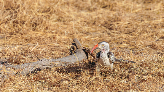 Damara red-billed hornbill (Tockus damarensis) sitting on the ground, Onguma Game Reserve ( Neighbour of Etosha National Park), Namibia.  Horizontal.