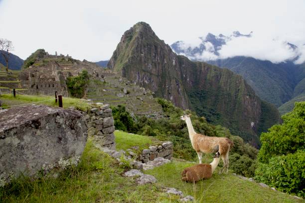 istock Alpaca nursing her baby in Machu Picchu. 2150761043