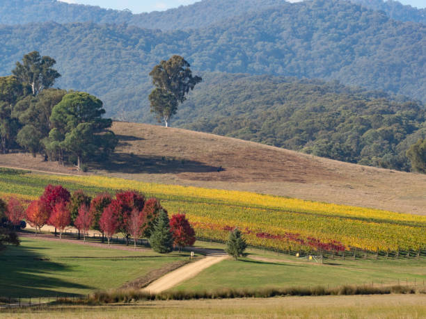istock Autumn vineyard stock 2150761252