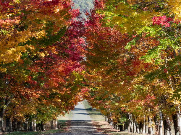 A morning scene in the Fall season of a orange and brown leaf covered road shrouded in fog and lined by maple trees.