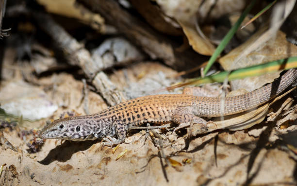 istock Tiger Whiptail Lizard Grand Staircase Escalante National Monument 2150763311