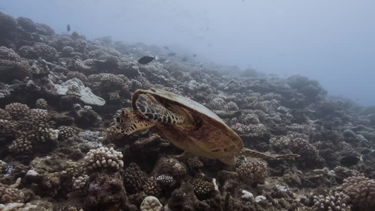 Hawksbill turtle, close shot, sea turtle approaches on a tropical coral reef