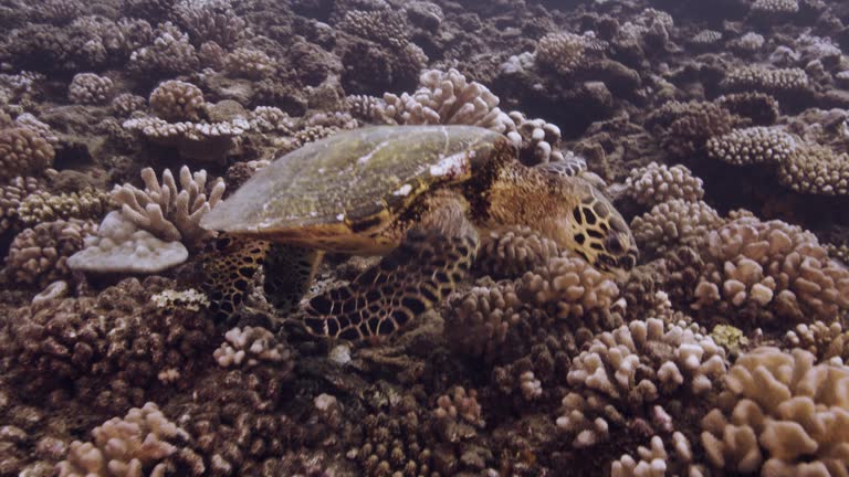 Hawksbill turtle feeds on a tropical coral reef and surge flips her almost over