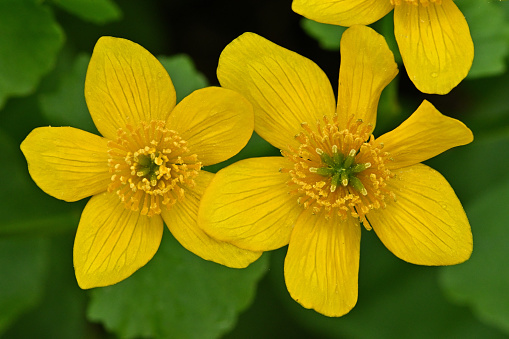 Marsh marigolds, close-up. A showy wildflower of late April in Connecticut's Litchfield Hills. This patch is along the wild and scenic Bantam River in Washington CT.