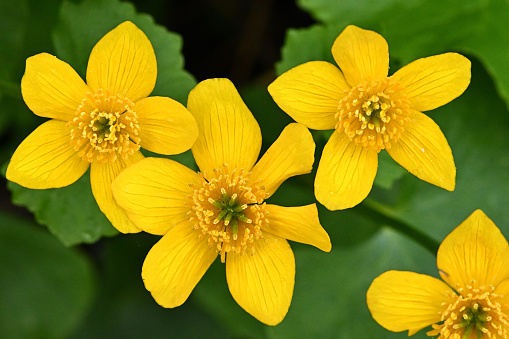 Marsh marigolds, medium close-up. A showy wildflower of late April in Connecticut's Litchfield Hills. This patch is along the wild and scenic Bantam River in Washington CT.