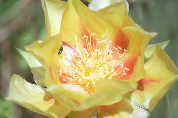 A close up photo of a yellow prickly pear cactus blossom