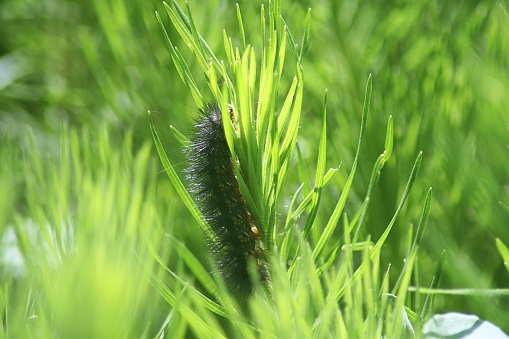 A close up picture of a tiger moth caterpillar climbing vertically up leafy green vegitation