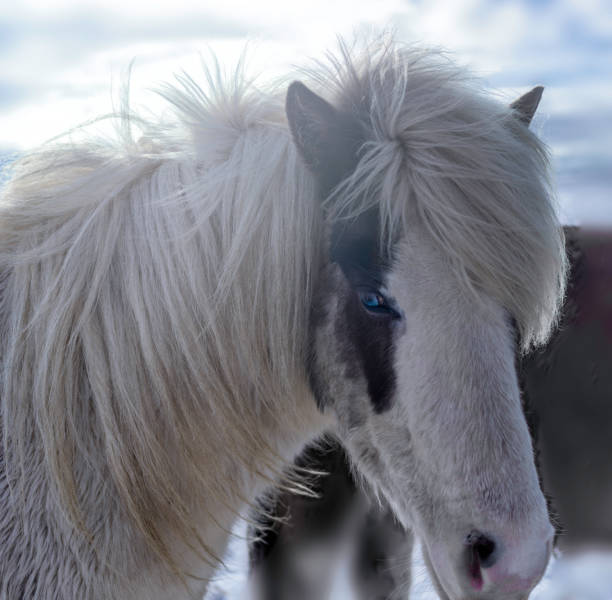 portrait of a gray (white) horse against the background of mountains