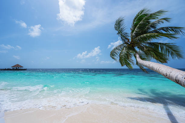 Coconut on the beach on a Maldivian island.