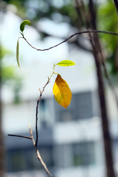 green leaf in green park