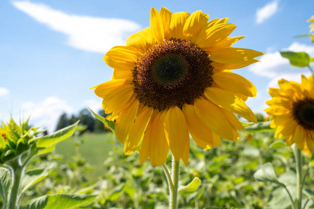 Blooming bright sunflower flower, close-up. Natural background.
