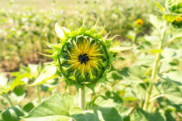 Young closed sunflower in the farm in summer