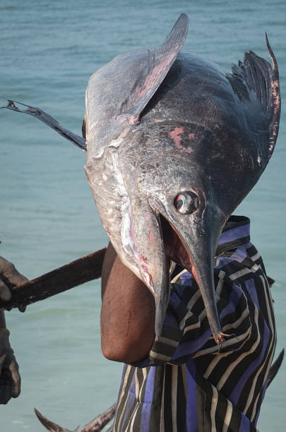 Hidden man carries a large swordfish up a beach