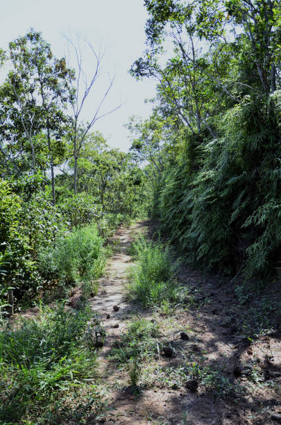 istock Dirt road filled with Dicranopteris Linearis foliage 2150775235