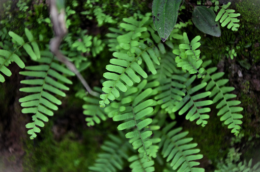 In the ravine, several ferns Pleopeltis polypodioides growing in the forest
