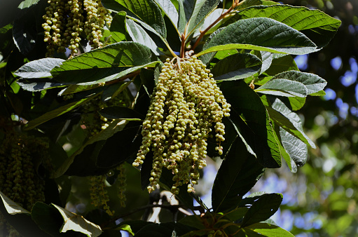 In the forest, the male Nance tree (Mexican Clethra) full of fruits on a sunny day