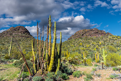 One of the standout features of the Sonoran Desert is the Organ Pipe Cactus (Stenocereus thurberi).  The Organ Pipe Cactus thrives in clusters, its slender stems resembling a congregation of organ pipes, hence its name. This cactus species flourishes in rocky terrain, its multiple stems serving as water reservoirs to survive extended periods of drought.  The Organ Pipe Cactus is endemic to one part of the Sonoran Desert and found nowhere else in the world.  This dying cactus was photographed from the Ajo Mountain Drive in Organ Pipe Cactus National Monument south of Ajo, Arizona, USA.