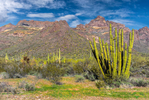 istock Organ Pipe Cactus National Monument 2150775904
