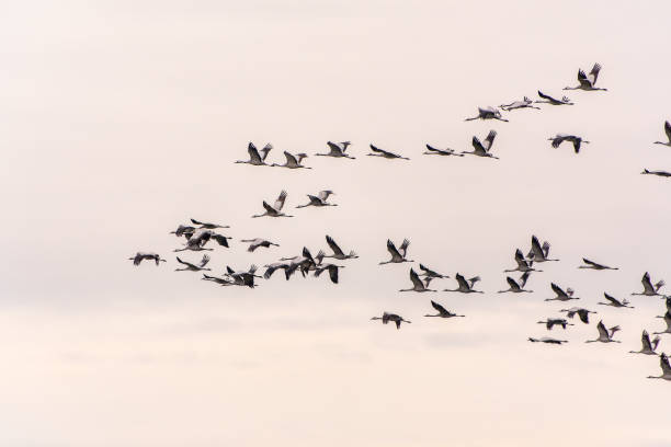 istock Flying cranes flock against blue sky 2150775976