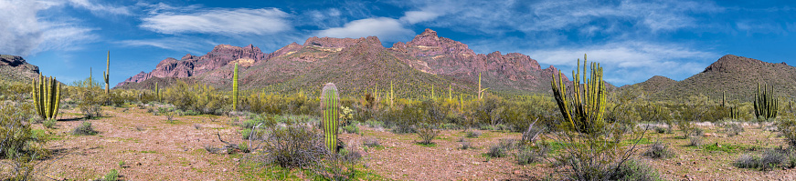 The Ajo Mountain Drive offers breathtaking views of the unique Sonoran Desert landscape, featuring a variety of flora and fauna. Two of the standout features of the area are the Organ Pipe Cactus (Stenocereus thurberi) and the Saguaro Cactus (Carnegiea gigantea). The Saguaro stands tall, often reaching heights of 40 feet or more and living up to two centuries. Its characteristic silhouette, adorned with 'arms' reaching towards the sky, serves as a testament to its endurance in harsh desert conditions.  In contrast, the Organ Pipe Cactus thrives in clusters, its slender stems resembling a congregation of organ pipes, hence its name. This cactus species flourishes in rocky terrain, its multiple stems serving as water reservoirs to survive extended periods of drought.  These two are endemic to the Sonoran Desert and found nowhere else in the world.  This scene was photographed from the Ajo Mountain Drive in Organ Pipe Cactus National Monument south of Ajo, Arizona, USA.