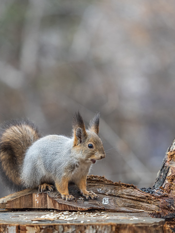 A squirrel sits on a stump and eats nuts in autumn. Eurasian red squirrel, Sciurus vulgaris
