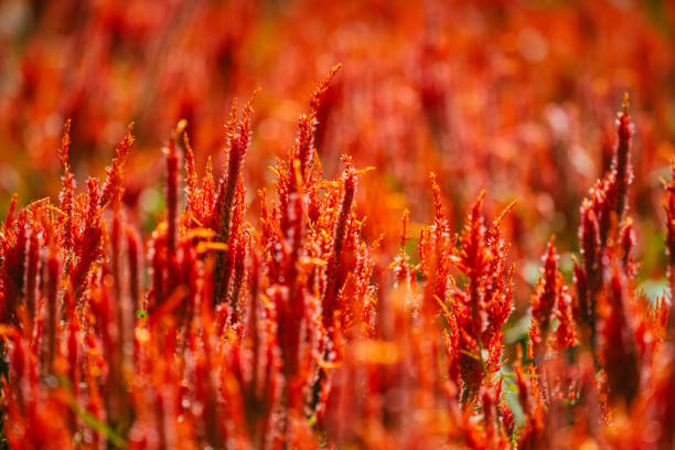 Cockscomb flowers in bloom in autumn at the park, 2023 October